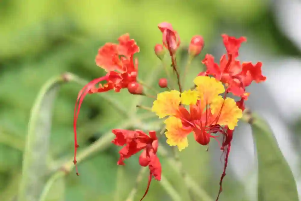 Flower of the flamboyant, magical tree adorning the roads along the Caribbean Sea