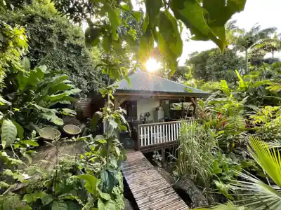Sunrise over the rainforest.
