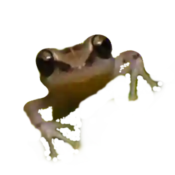 She enchants your tropical nights!