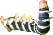 La très colorée chenille du sphynx du frangipanier