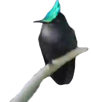 Notre foufou, le Colibri huppé, admirant la vue sur la mer des caraibes