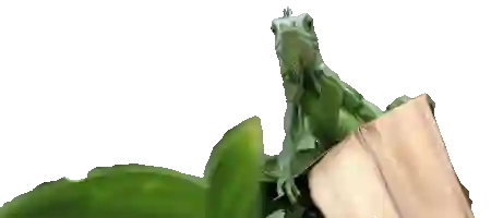 Notre ami l iguane vous attend.