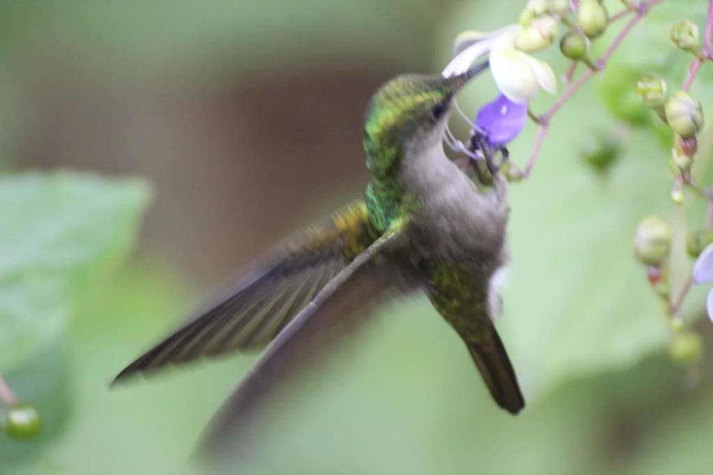 Hummingbird feeding on a tropical flower in Bouillante