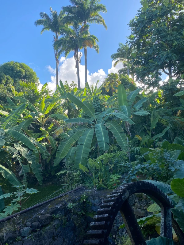 6,500 m² tropical garden at Rêve et Alizé in Bouillante