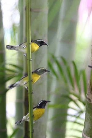 Bananaquit observed in the tropical garden