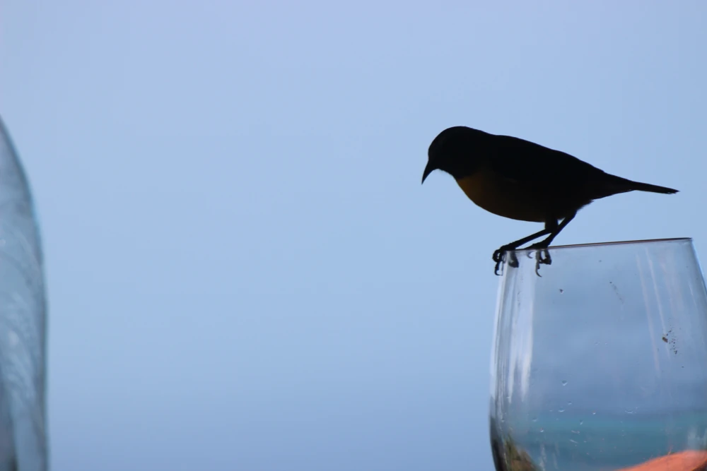 Male Lesser Antillean Bullfinch known locally as Père Noir