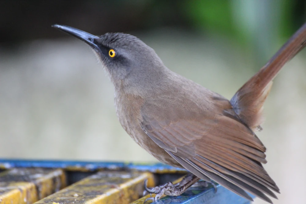 Brown Trembler in the vegetation of Basse-Terre